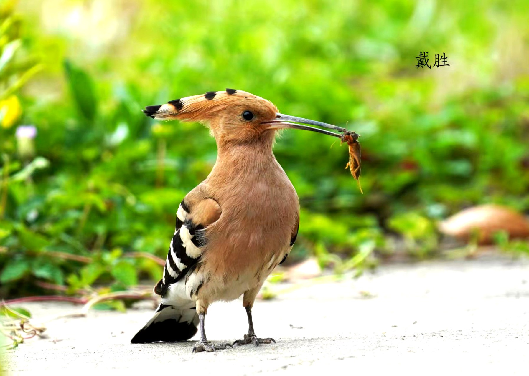 一鸟一世界  一影一芳华