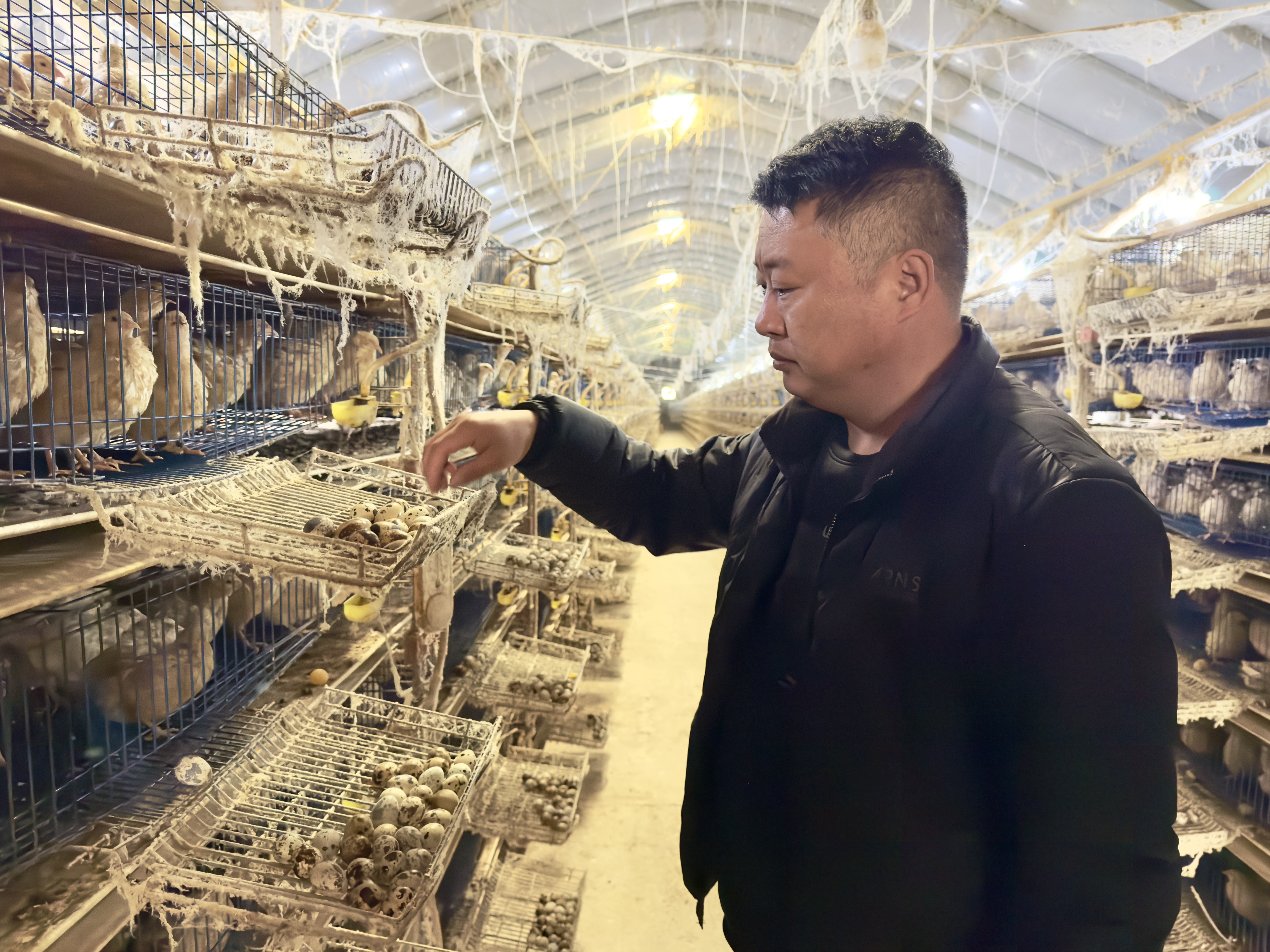 蚌埠这个村，靠“鹌鹑”搞出亿元大生意！