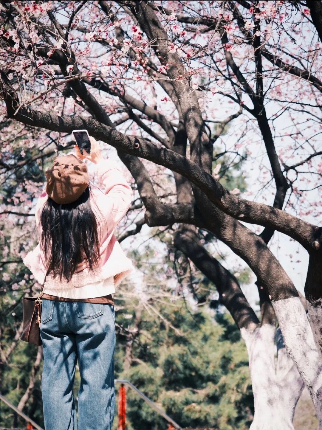 2026蚌埠赏花地图来啦！