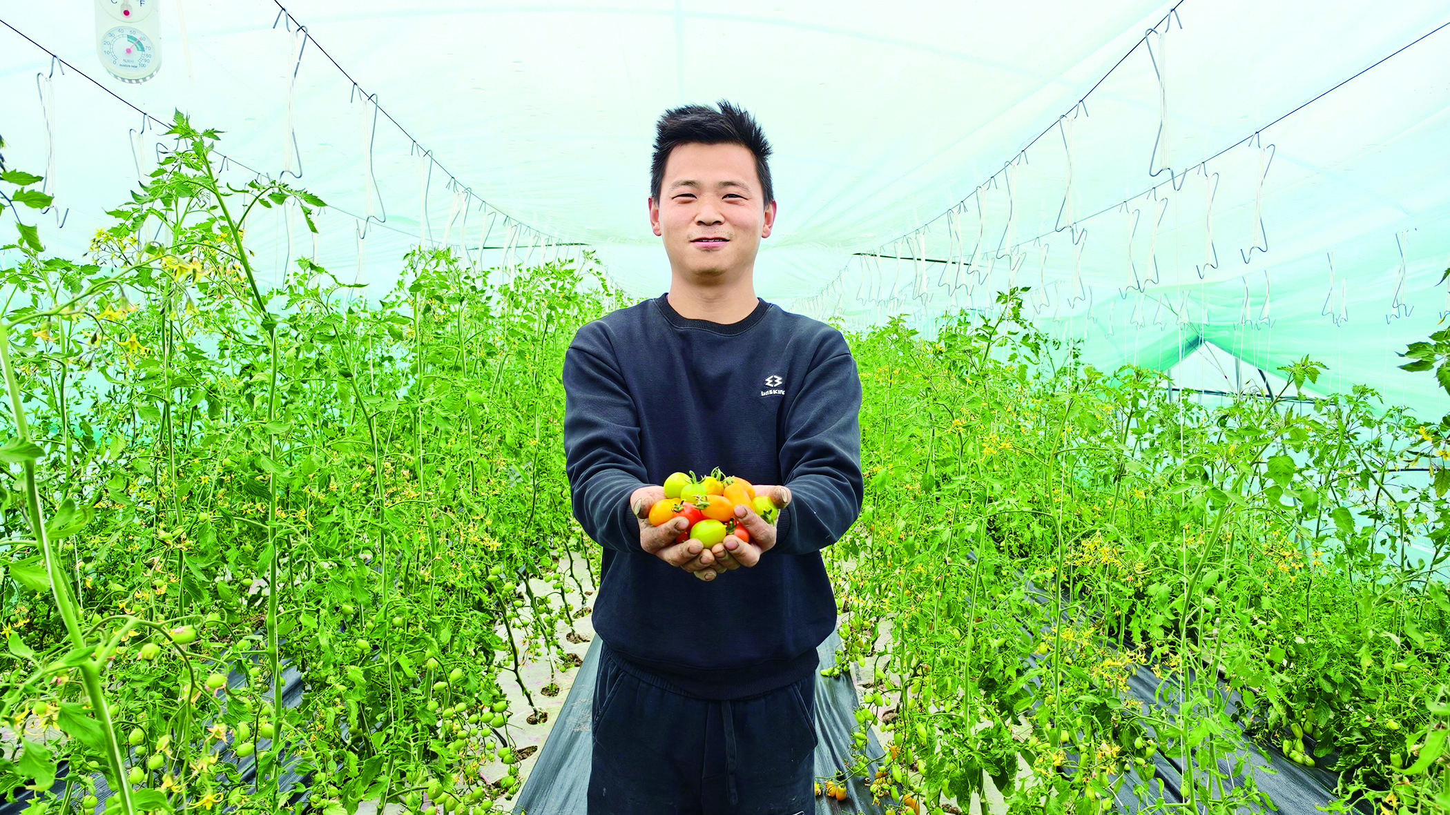 五彩小番茄 映红致富路