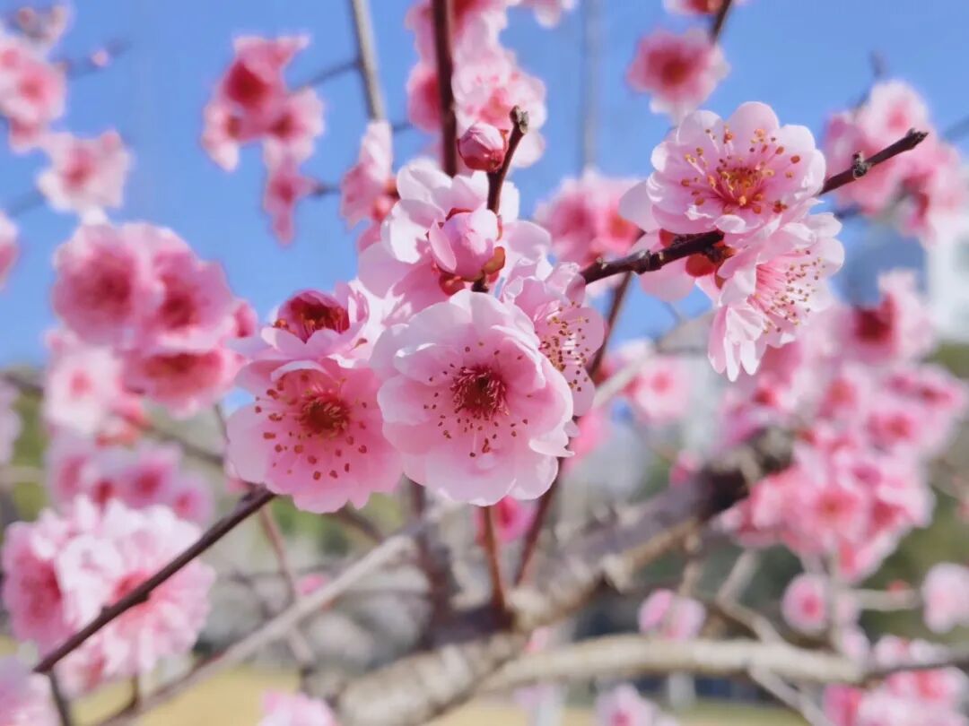 蚌埠高校“校花”上新！