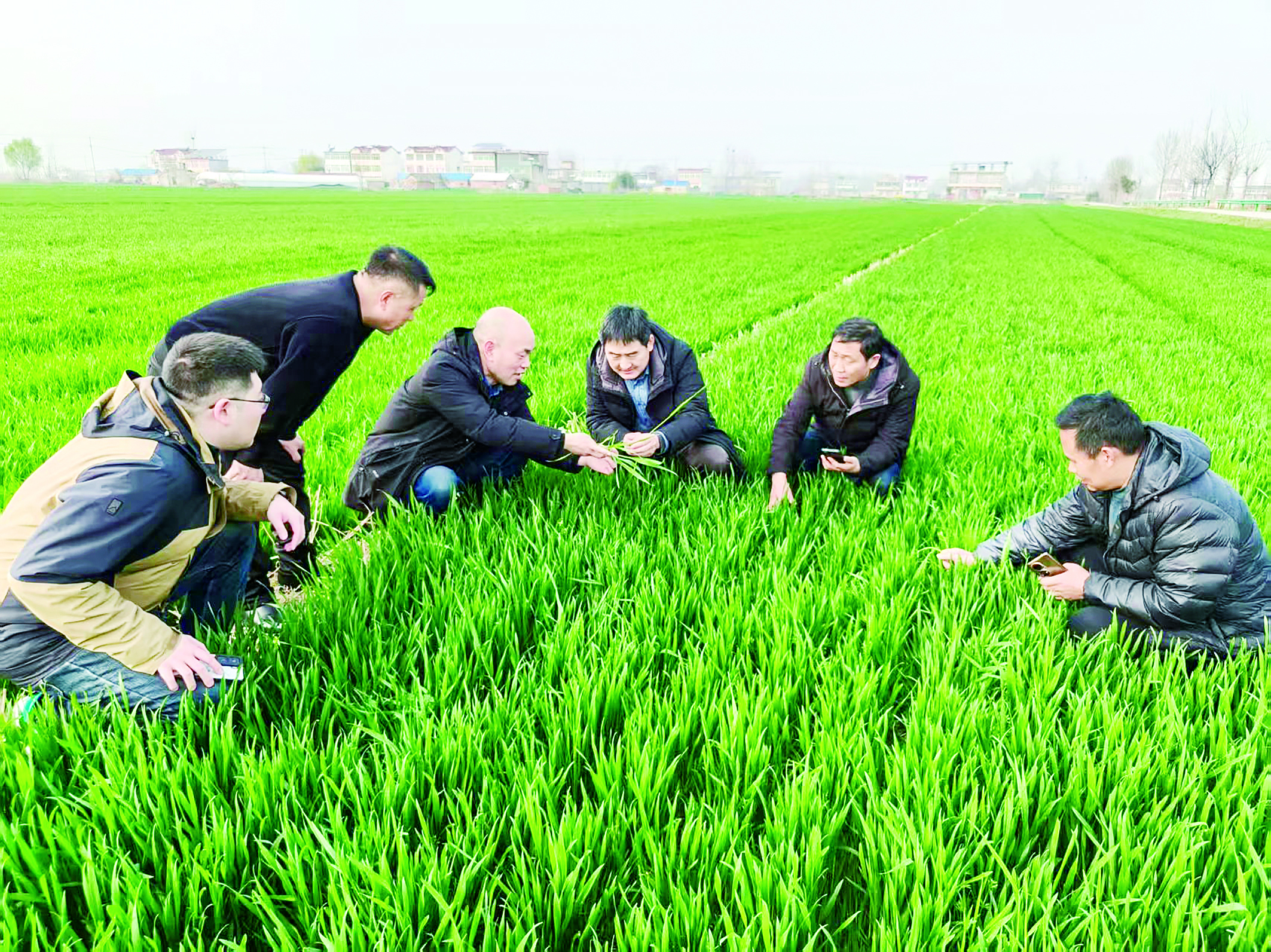 田头遇专家  服务再下沉