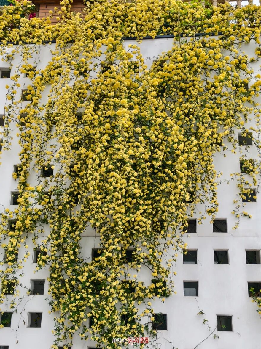 喊你来打卡！蚌埠黄木香花进入花期