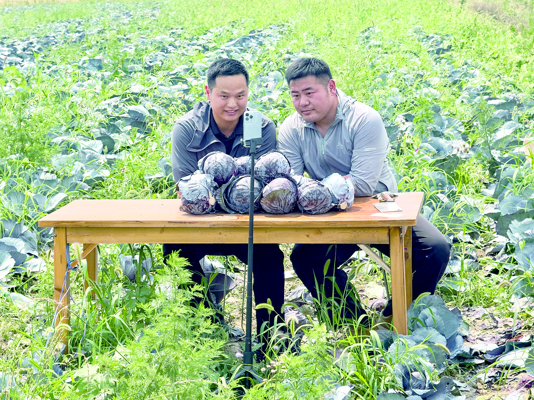 固镇紫甘蓝借云端闯市场